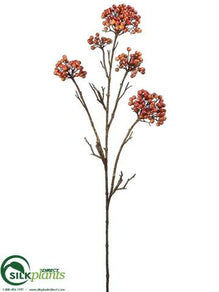 Berry Spray - Orange - Pack of 6