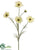 Cosmos Spray - Cream - Pack of 12