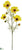 Cosmos Spray - Yellow - Pack of 12
