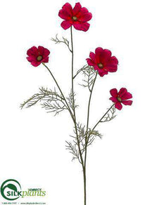 Cosmos Spray - Beauty - Pack of 12