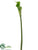 Calla Lily Spray - Lime - Pack of 12