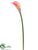 Calla Lily Spray - Pink Cream - Pack of 12