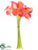 Calla Lily Bundle - Coral - Pack of 6