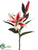 Casablanca Lily Spray - Rebrum Pink - Pack of 12