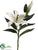 Casablanca Lily Spray - White - Pack of 12