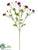 Cornflower Spray - Boysenberry - Pack of 12