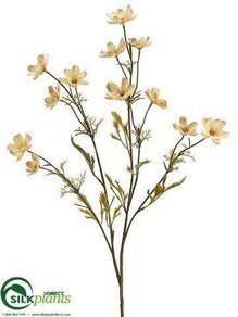 Cosmos Spray - Beige - Pack of 12