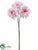 Daisy Bundle - Pink - Pack of 12