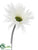 Gerbera Daisy Spray - Cream - Pack of 12