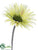 Gerbera Daisy Spray - Green - Pack of 12