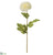 Dahlia Spray - Cream - Pack of 12