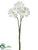 Daisy Bundle - White - Pack of 12
