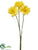 Daisy Bundle - Yellow - Pack of 12