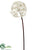 Dandelion Spray - Cream - Pack of 6