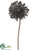 Gerbera Daisy Spray - Black - Pack of 12