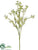 Dill Spray - White - Pack of 24