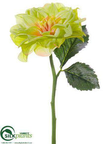 Dahlia Spray - Green - Pack of 24