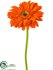 Gerbera Daisy Spray - Orange - Pack of 24