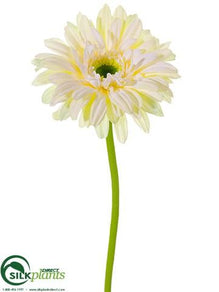Gerbera Daisy Spray - White Cream - Pack of 24