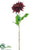 Dahlia Spray - Wine - Pack of 12