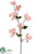 Dogwood Spray - Rose Cream - Pack of 12