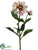 Dahlia Spray - Cream Lavender - Pack of 12