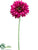 Gerbera Daisy Spray - Rubrum - Pack of 12