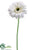 Gerbera Daisy Spray - White - Pack of 12