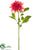 Dahlia Spray - Beauty - Pack of 12