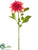 Dahlia Spray - Beauty - Pack of 12