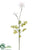 Dandelion Spray - Cream Green - Pack of 12