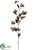 Dogwood Spray - Chocolate - Pack of 6