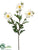 Shasta Daisy Spray - Cream - Pack of 6