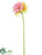 Gerbera Daisy Spray - Pink Cream - Pack of 12