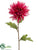 Spider Dahlia Spray - Beauty - Pack of 12