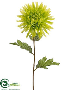Spider Dahlia Spray - Green - Pack of 12