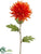 Spider Dahlia Spray - Orange - Pack of 12