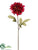 Dahlia Spray - Burgundy Two Tone - Pack of 12