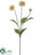 Silk Plants Direct Dahlia Spray - Cream - Pack of 12