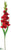 Gladiolus Spray - Red - Pack of 12