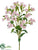 Dianthus Spray - Pink Cream - Pack of 12