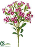 Silk Plants Direct Dianthus Spray - Rubrum Cream - Pack of 12
