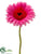 Gerbera Daisy Spray - Beauty - Pack of 24