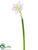Daffodil Spray - White - Pack of 12