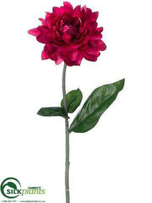 Dahlia Spray - Beauty Dark - Pack of 12