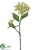 Dogwood Seed Spray - Green Cream - Pack of 12