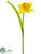 Daffodil Spray - Yellow Orange - Pack of 12