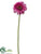 Gerbera Daisy Spray - Fuchsia - Pack of 12