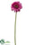 Gerbera Daisy Spray - Fuchsia - Pack of 12