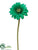 Gerbera Daisy Spray - Green Emerald - Pack of 12